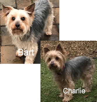 Bart & Charlie